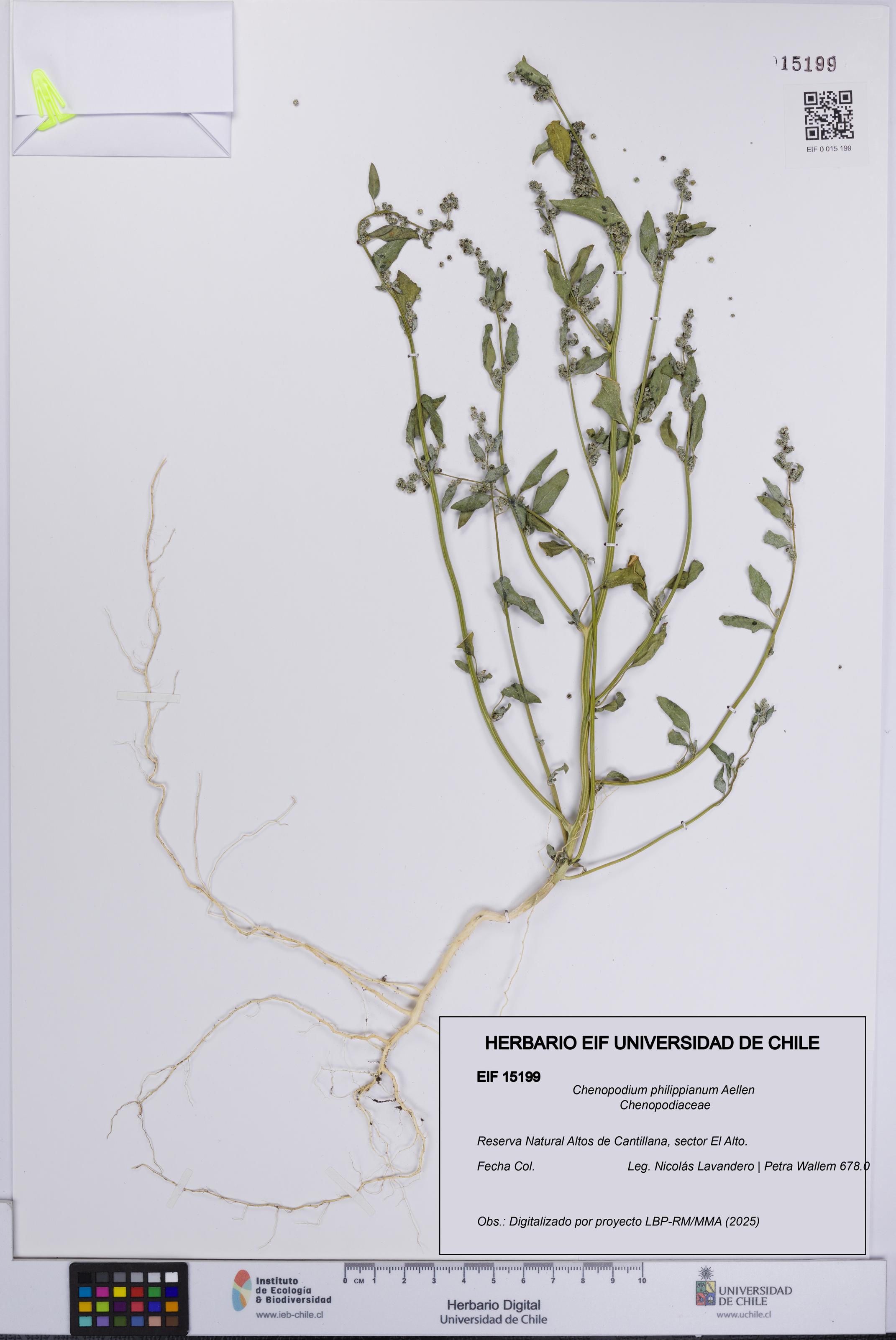 Chenopodium philippianum [Espécimen: UCH:EIF:0015199]