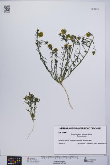 Quinchamalium chilense [Espécimen: UCH:EIF:0015200]