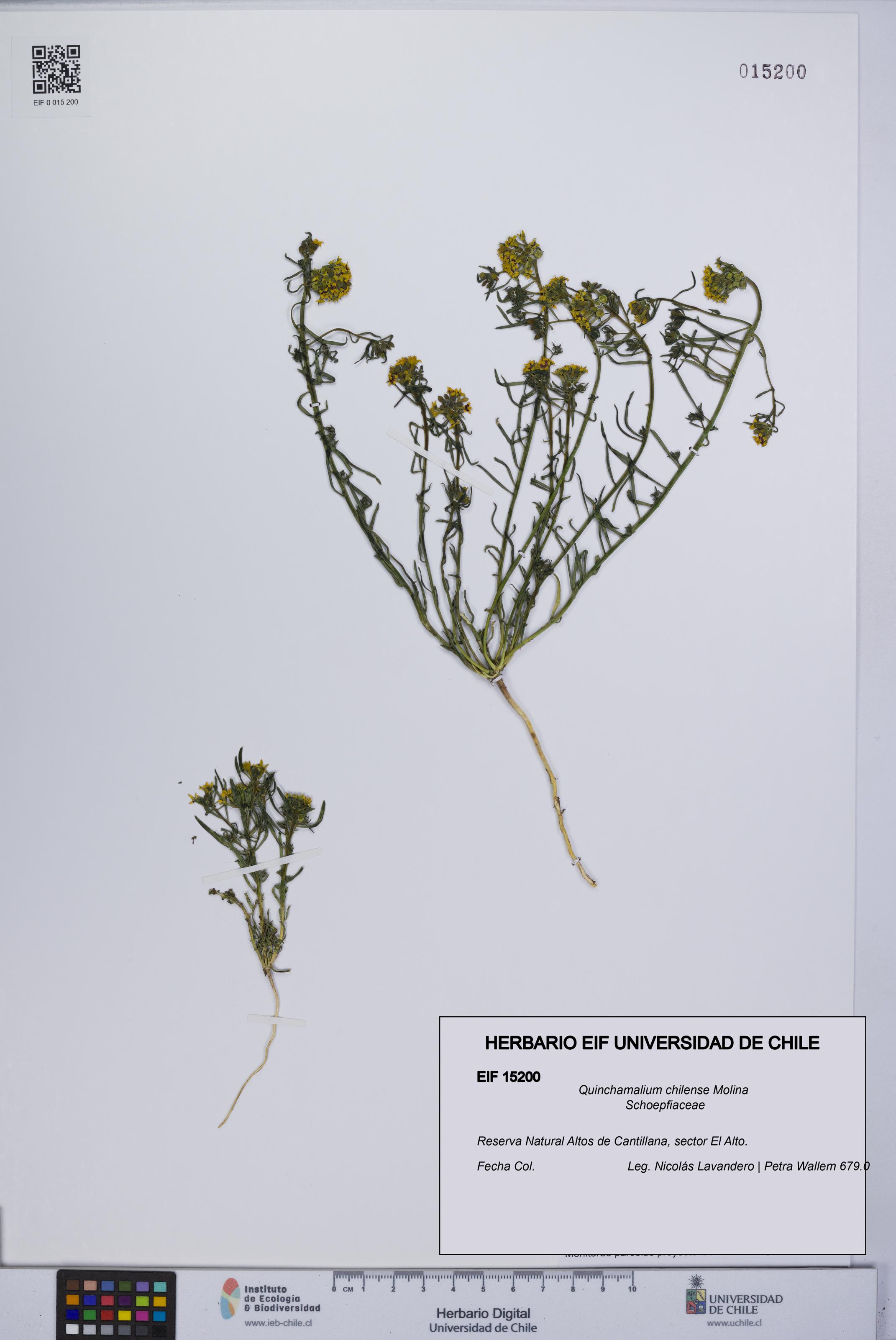 Quinchamalium chilense [Espécimen: UCH:EIF:0015200]