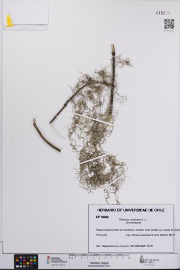 Tillandsia usneoides [Espécimen: UCH:EIF:0015202]