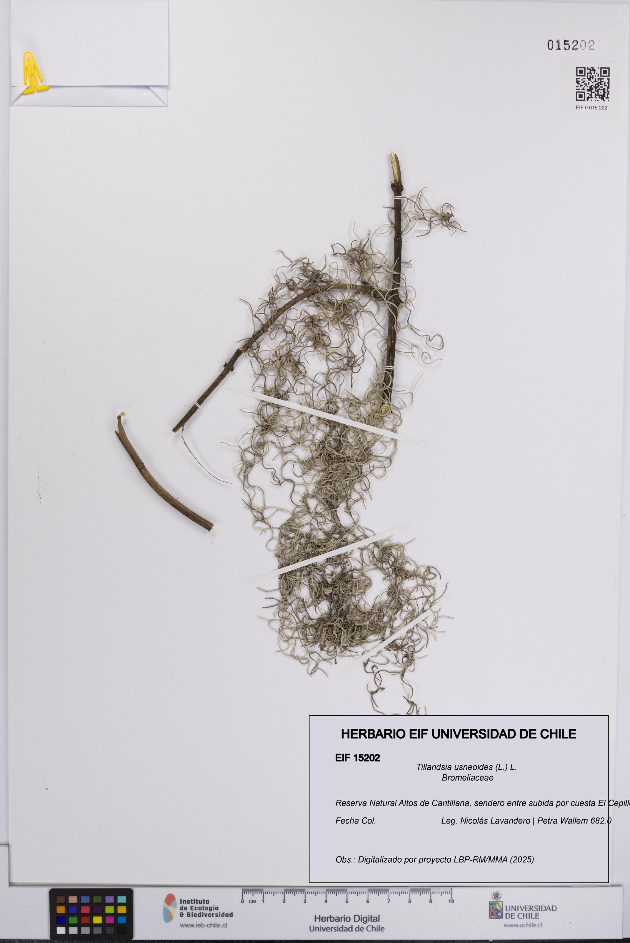 Tillandsia usneoides [Espécimen: UCH:EIF:0015202]