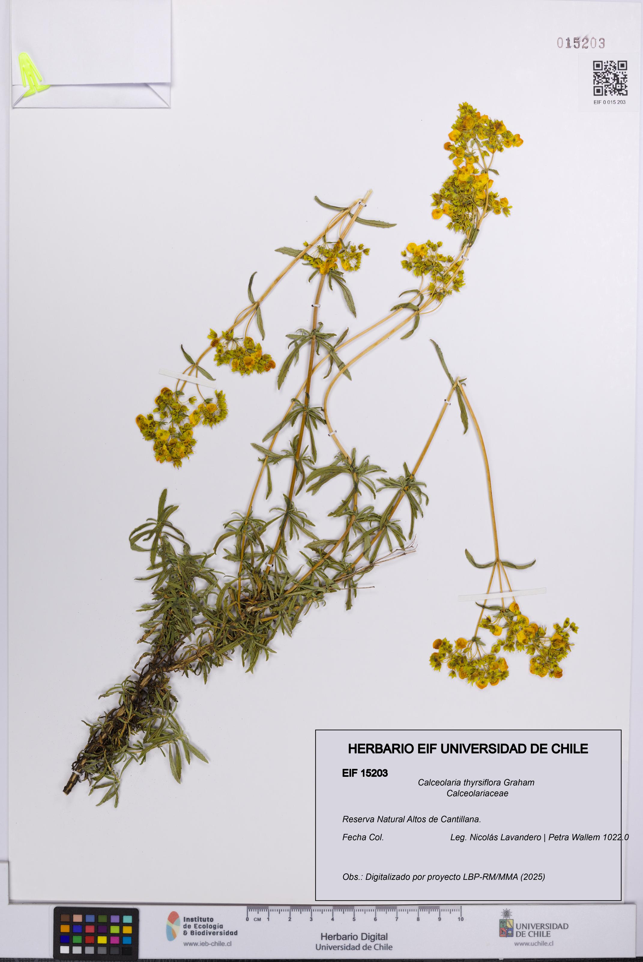 Calceolaria thyrsiflora [Espécimen: UCH:EIF:0015203]
