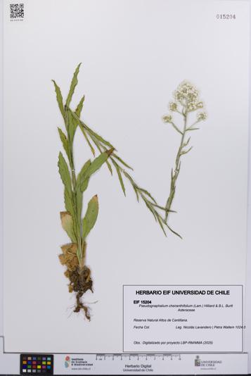 Pseudognaphalium cheiranthifolium [Espécimen: UCH:EIF:0015204]