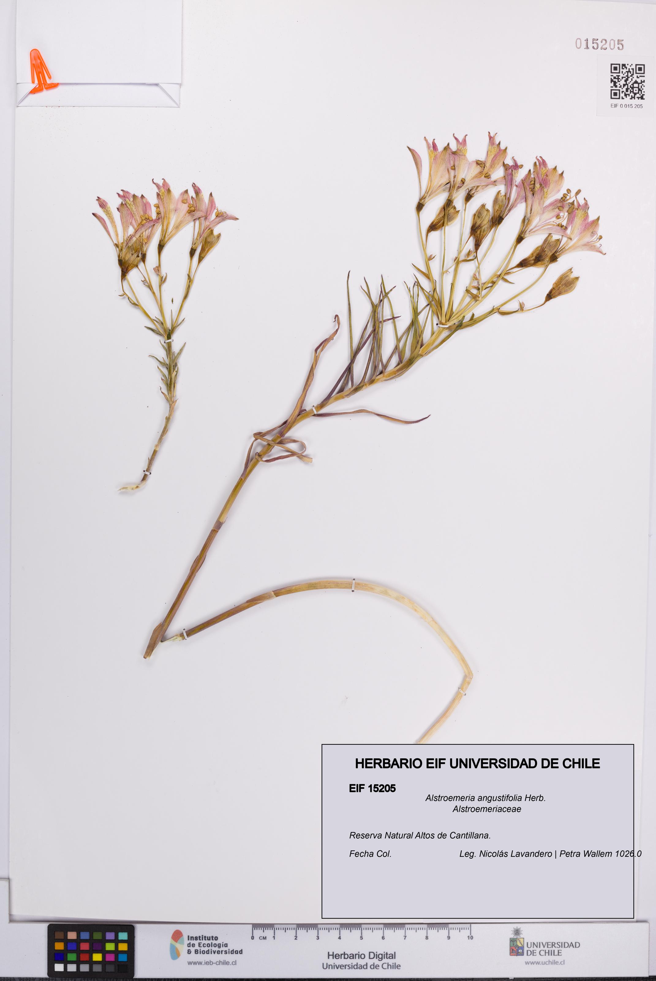 Alstroemeria angustifolia [Espécimen: UCH:EIF:0015205]