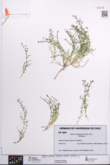 Galium suffruticosum [Espécimen: UCH:EIF:0015206]