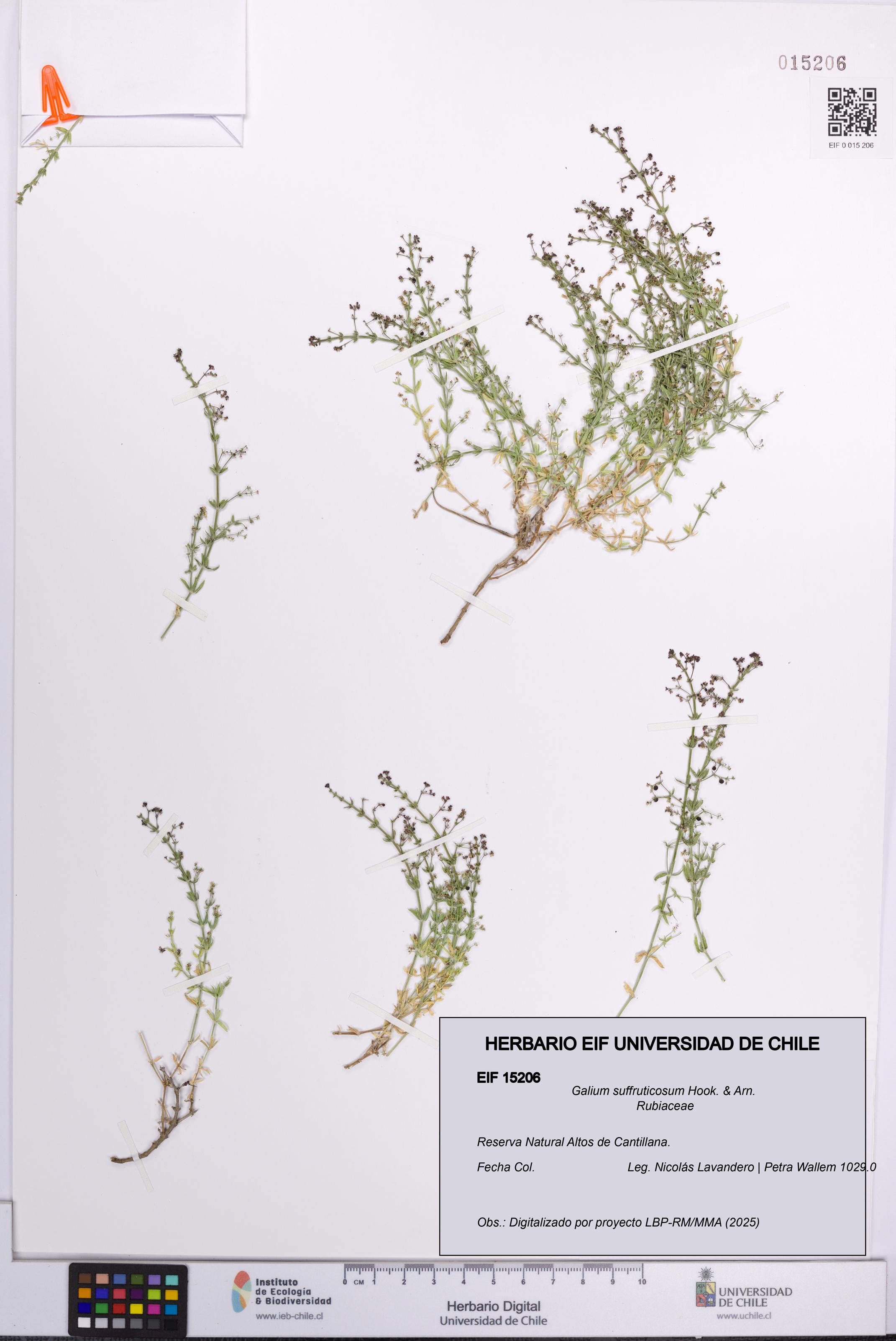 Galium suffruticosum [Espécimen: UCH:EIF:0015206]