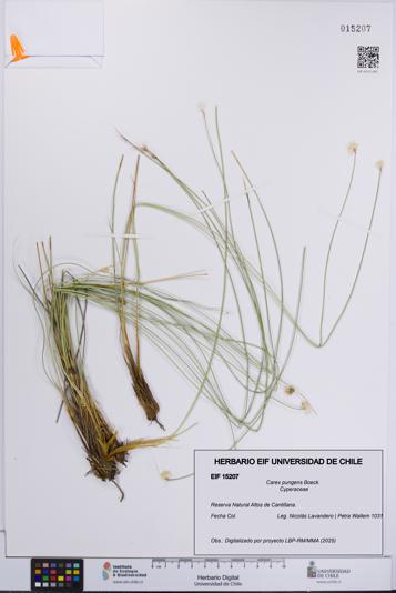 Carex pungens [Espécimen: UCH:EIF:0015207]