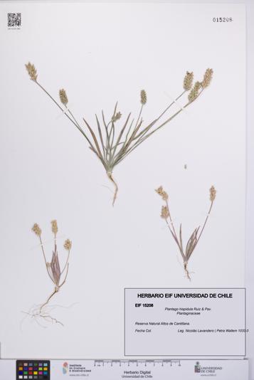 Plantago hispidula [Espécimen: UCH:EIF:0015208]