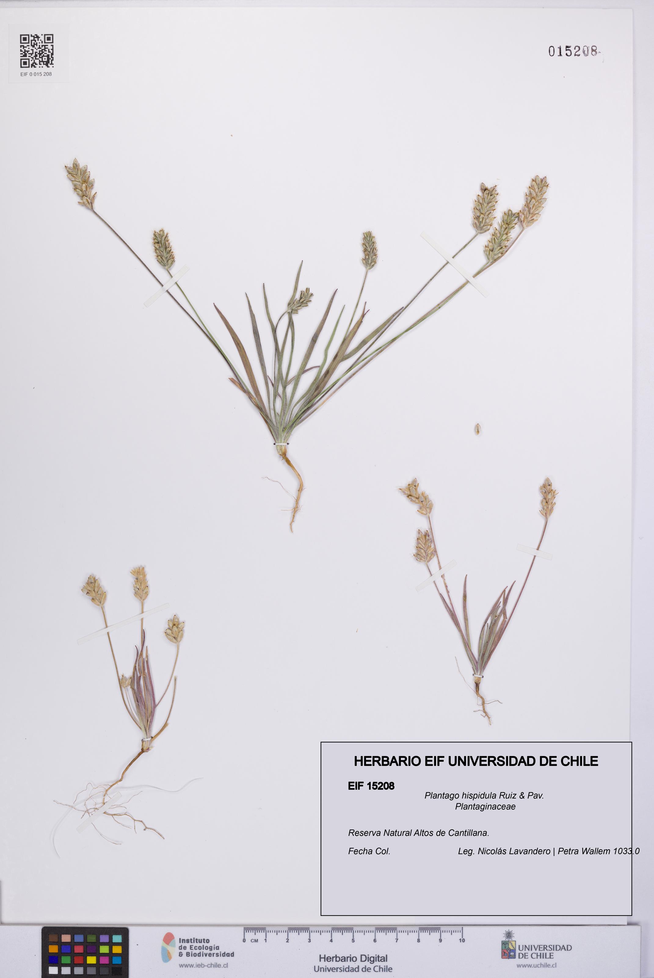 Plantago hispidula [Espécimen: UCH:EIF:0015208]