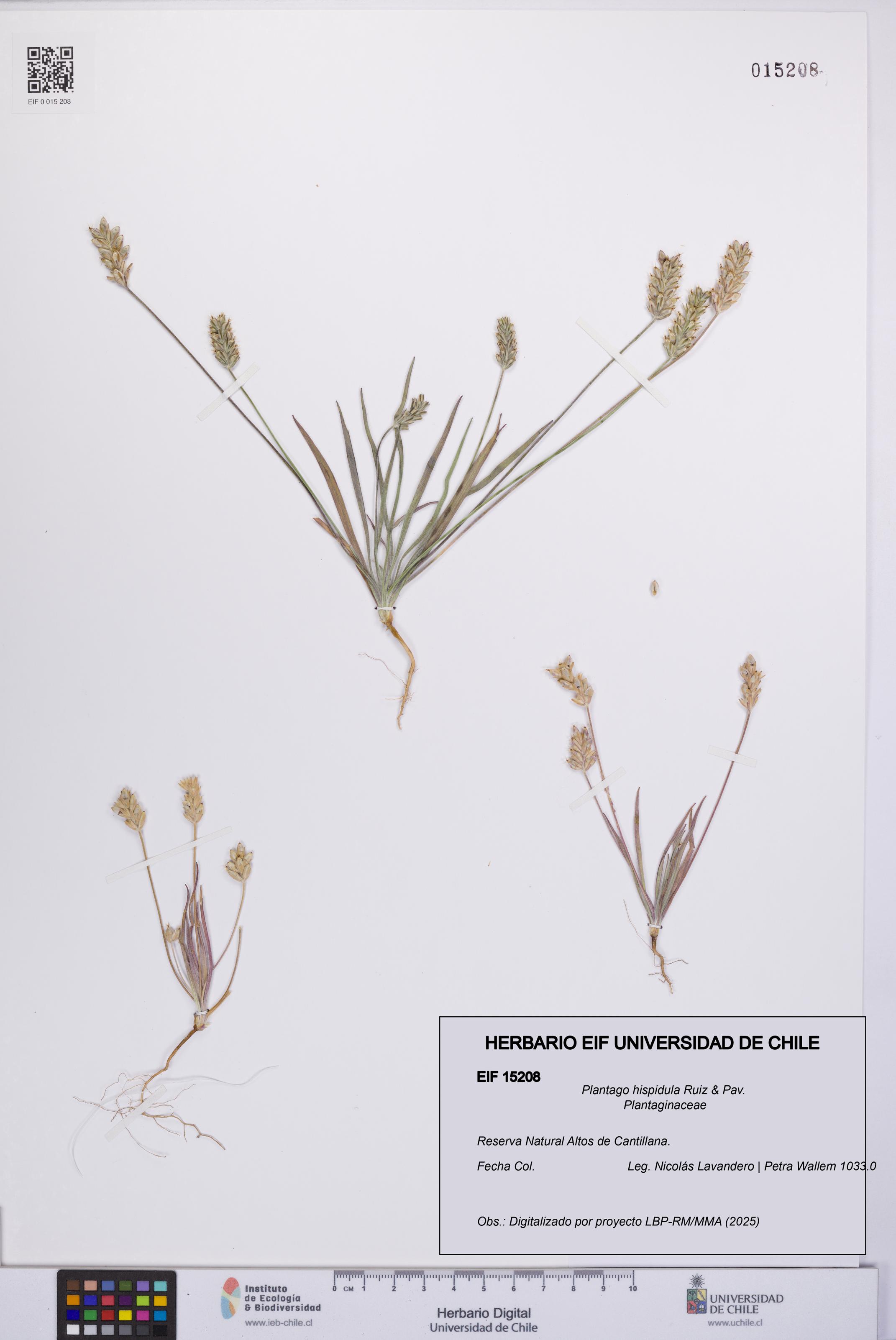 Plantago hispidula [Espécimen: UCH:EIF:0015208]
