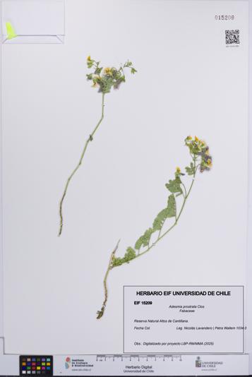 Adesmia prostrata [Espécimen: UCH:EIF:0015209]