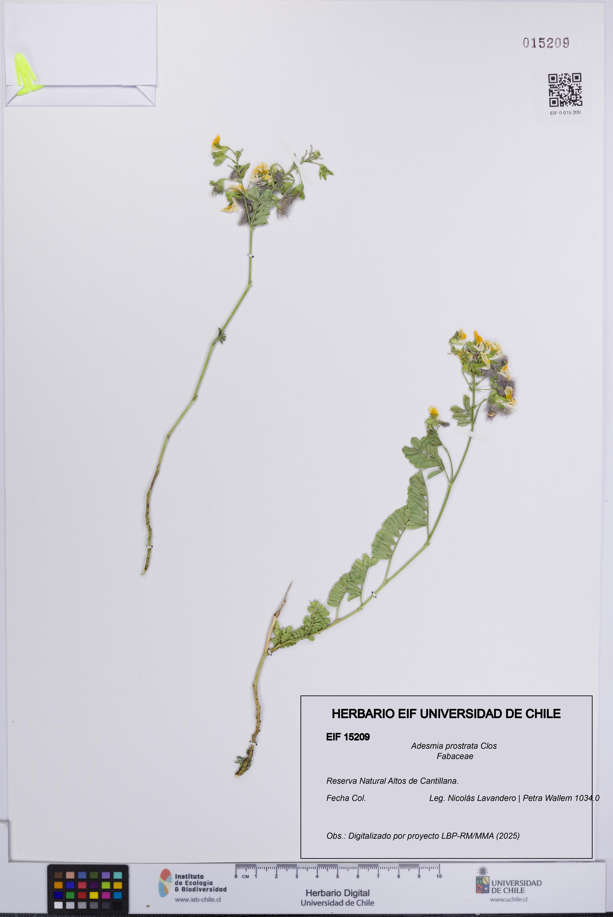 Adesmia prostrata [Espécimen: UCH:EIF:0015209]