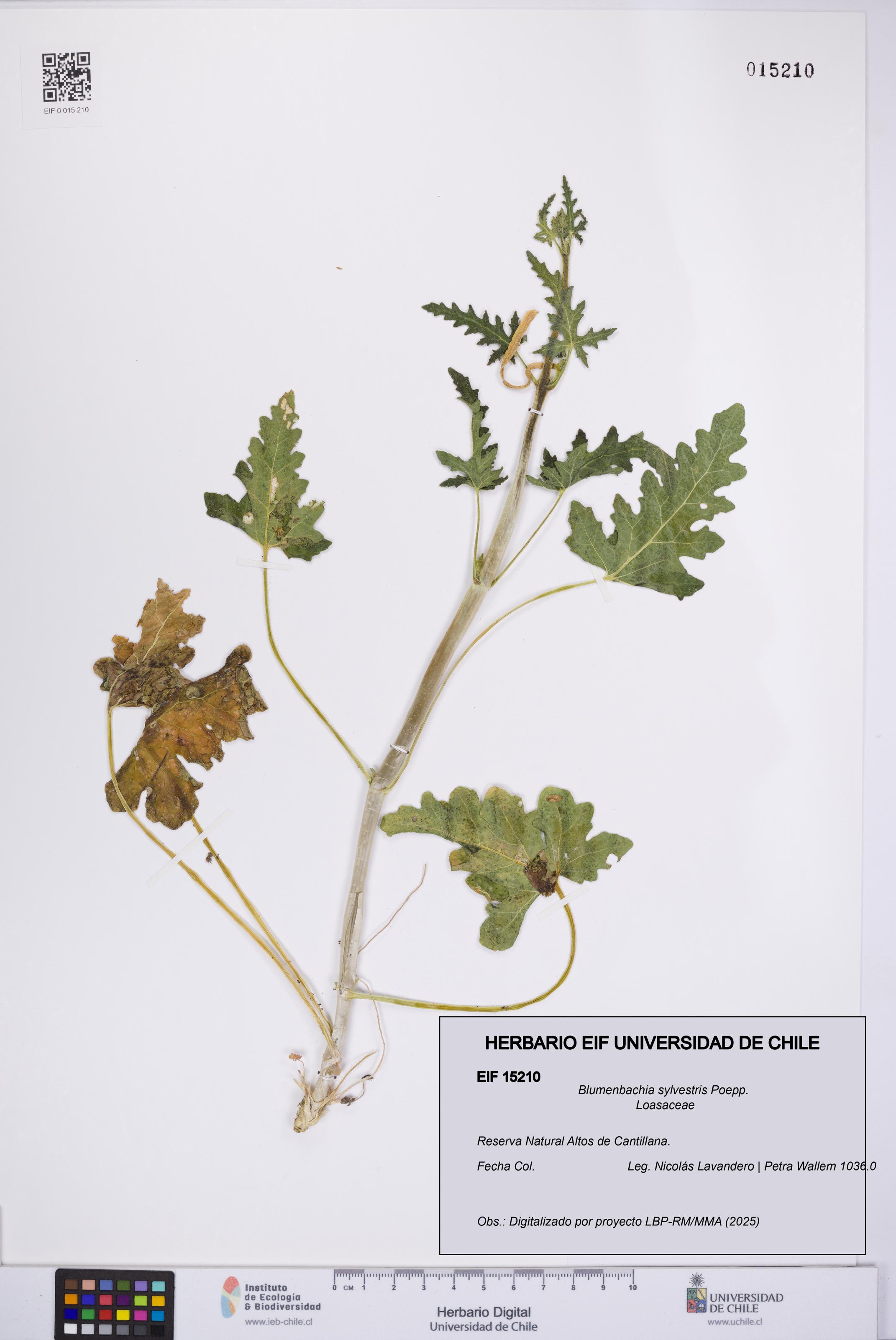 Blumenbachia sylvestris [Espécimen: UCH:EIF:0015210]