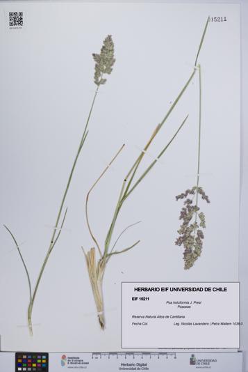 Poa holciformis [Espécimen: UCH:EIF:0015211]