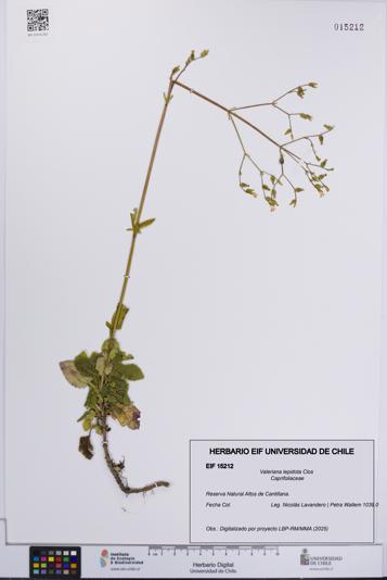 Valeriana lepidota [Espécimen: UCH:EIF:0015212]