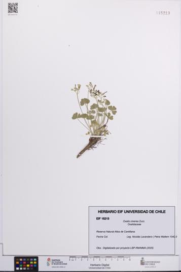 Oxalis cinerea [Espécimen: UCH:EIF:0015213]