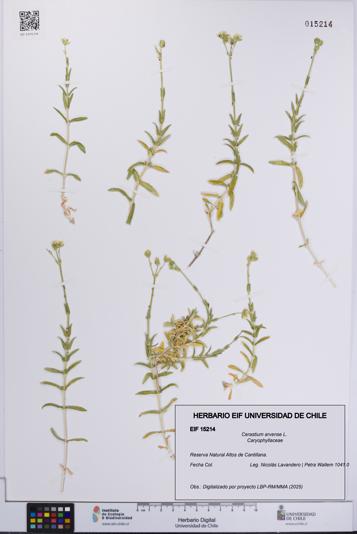 Cerastium arvense [Espécimen: UCH:EIF:0015214]