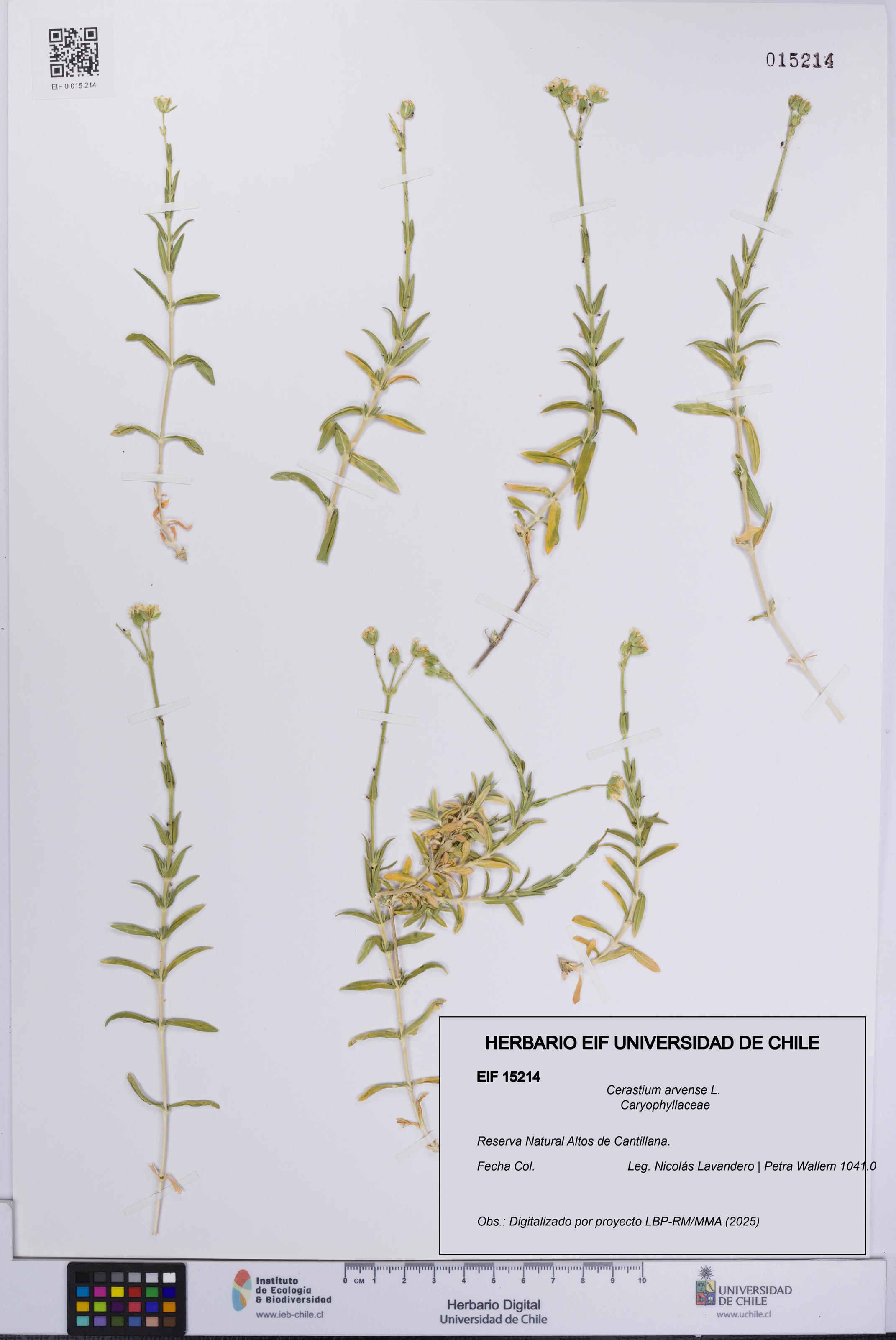 Cerastium arvense [Espécimen: UCH:EIF:0015214]