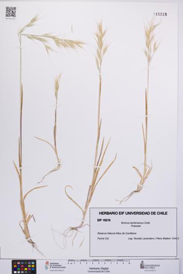 Bromus berteroanus [Espécimen: UCH:EIF:0015215]