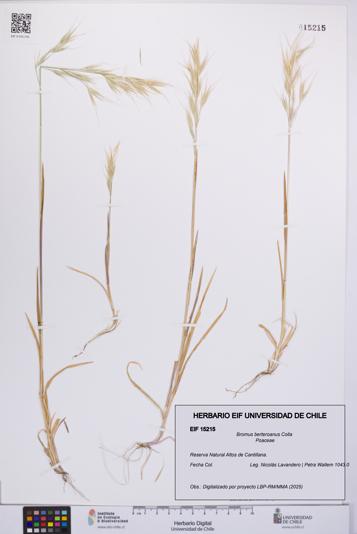 Bromus berteroanus [Espécimen: UCH:EIF:0015215]