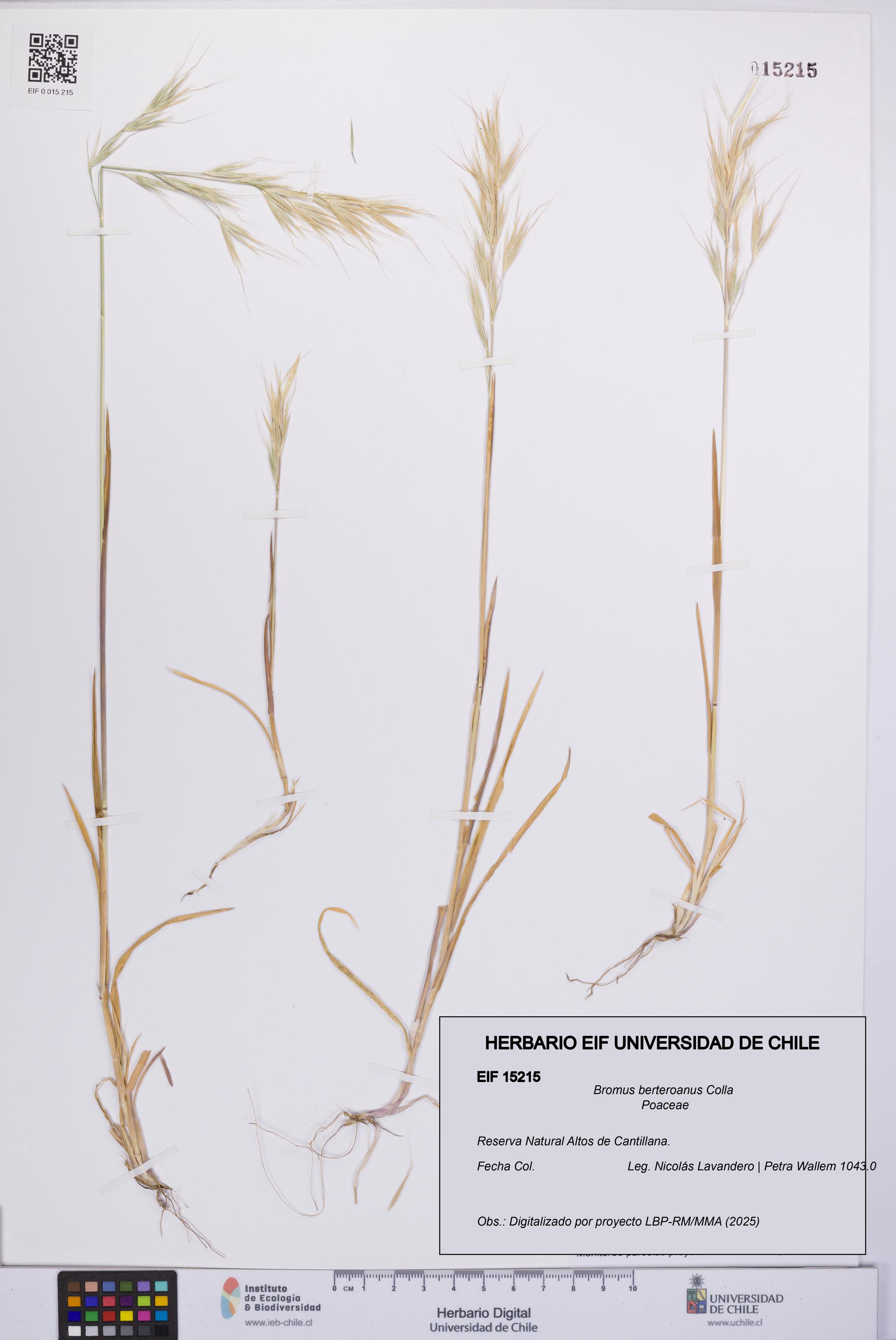 Bromus berteroanus [Espécimen: UCH:EIF:0015215]