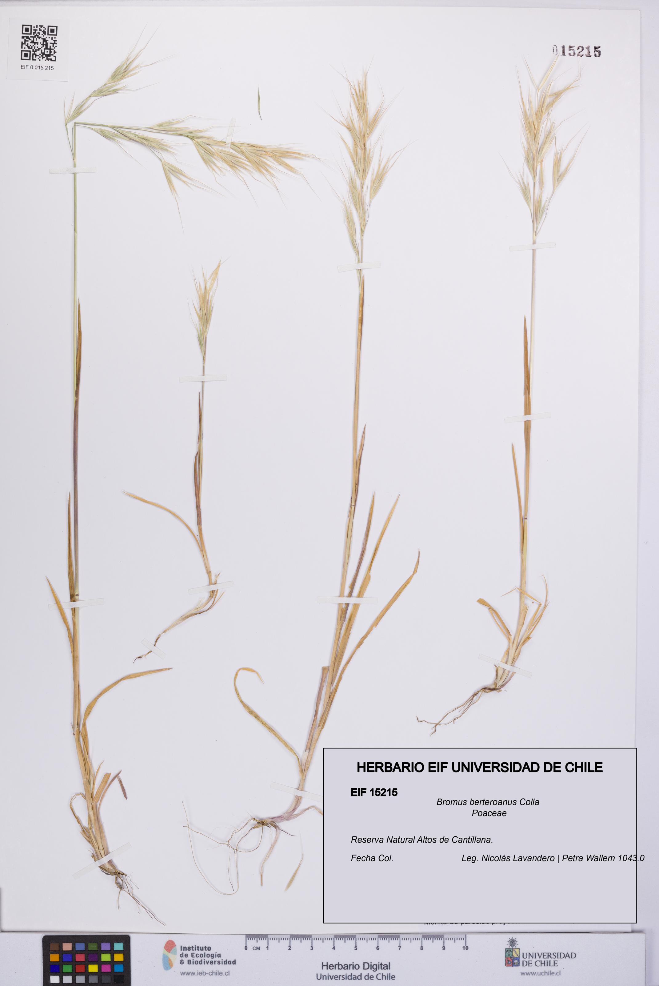 Bromus berteroanus [Espécimen: UCH:EIF:0015215]