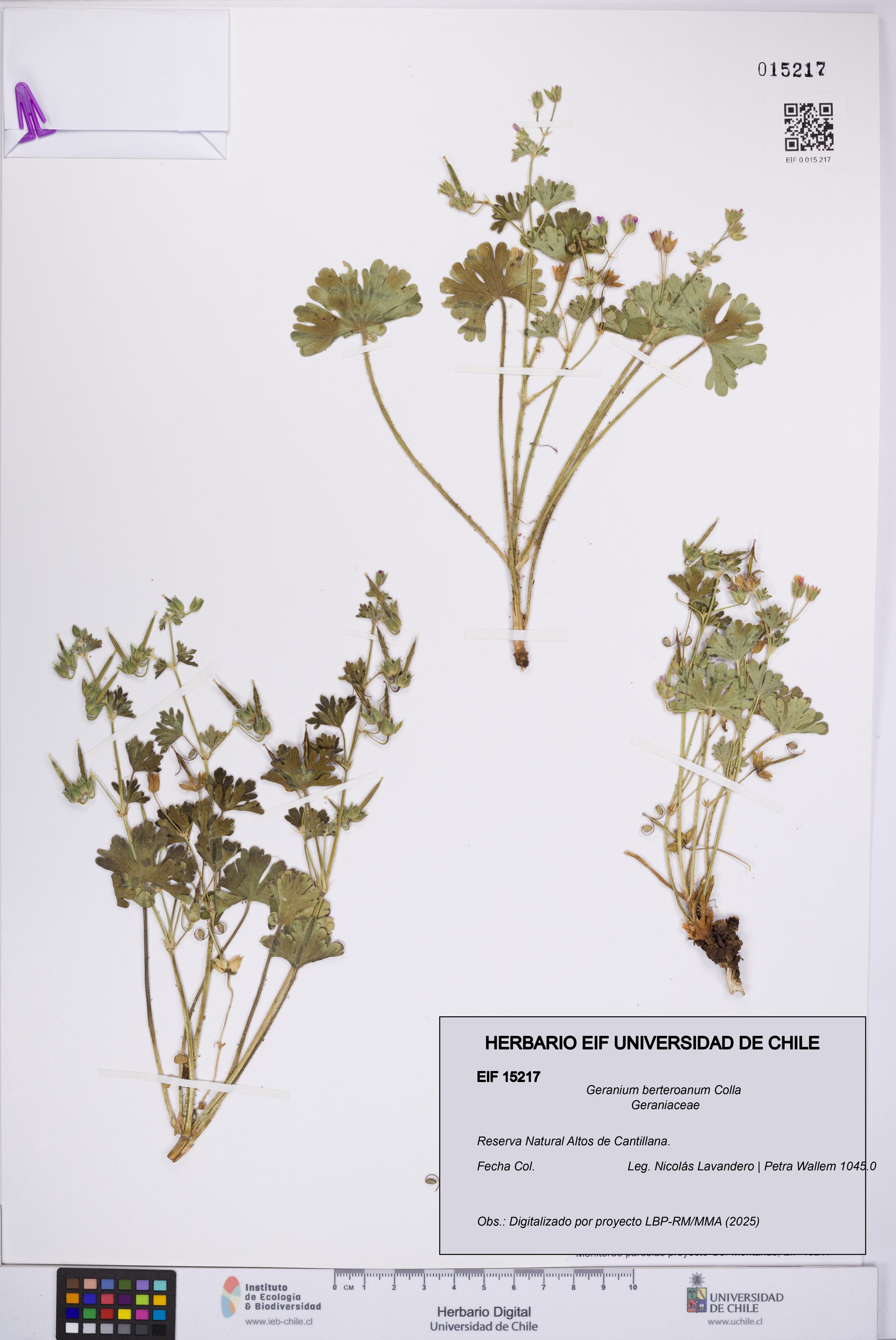 Geranium berteroanum [Espécimen: UCH:EIF:0015217]