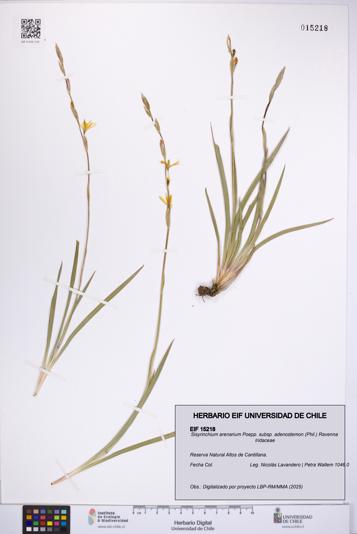Sisyrinchium arenarium subsp. adenostemon [Espécimen: UCH:EIF:0015218]