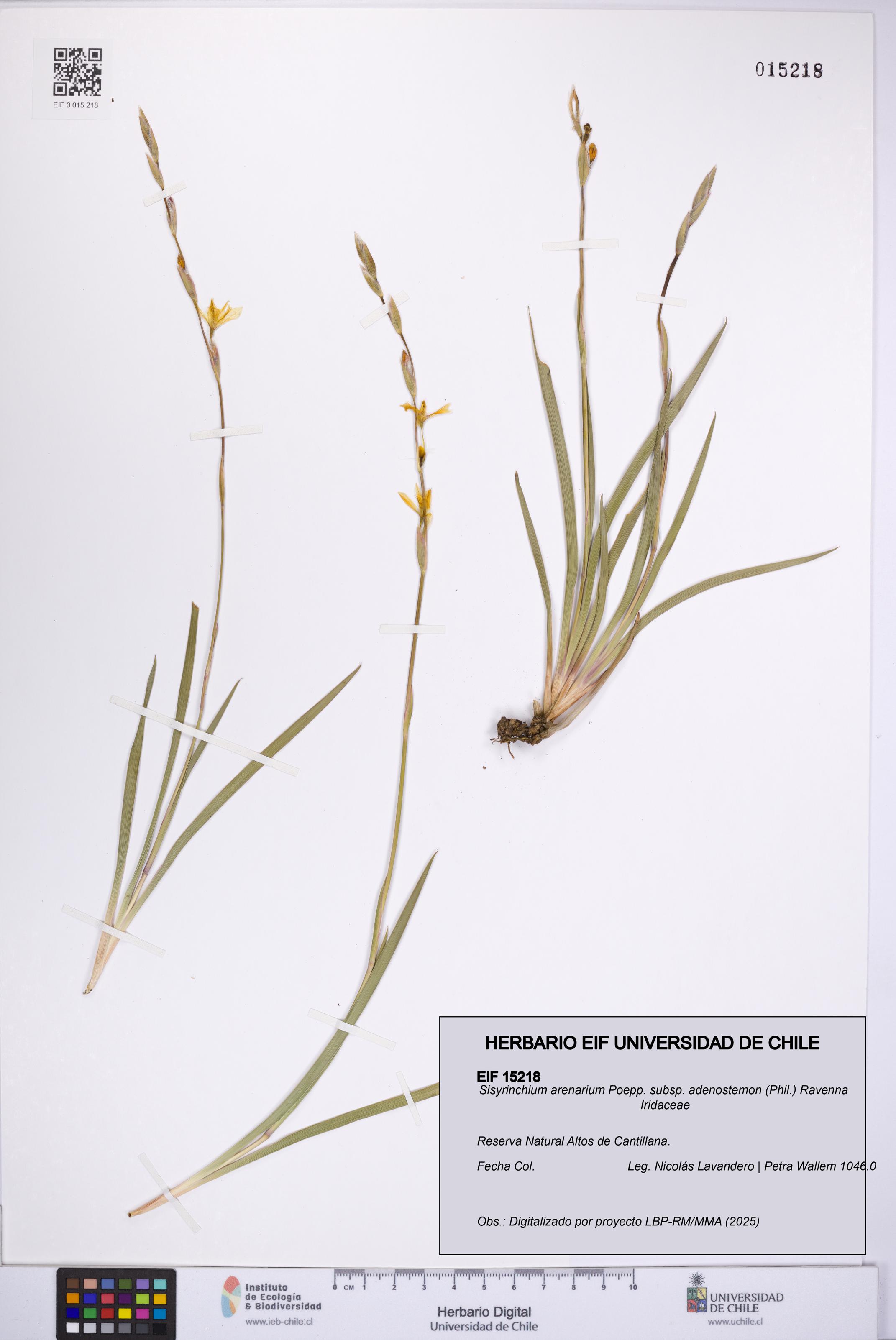 Sisyrinchium arenarium subsp. adenostemon [Espécimen: UCH:EIF:0015218]