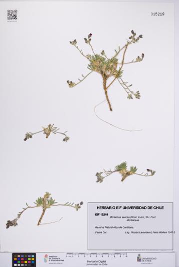 Montiopsis sericea [Espécimen: UCH:EIF:0015219]