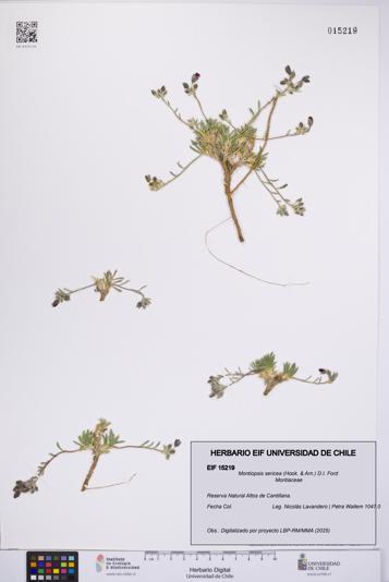 Montiopsis sericea [Espécimen: UCH:EIF:0015219]