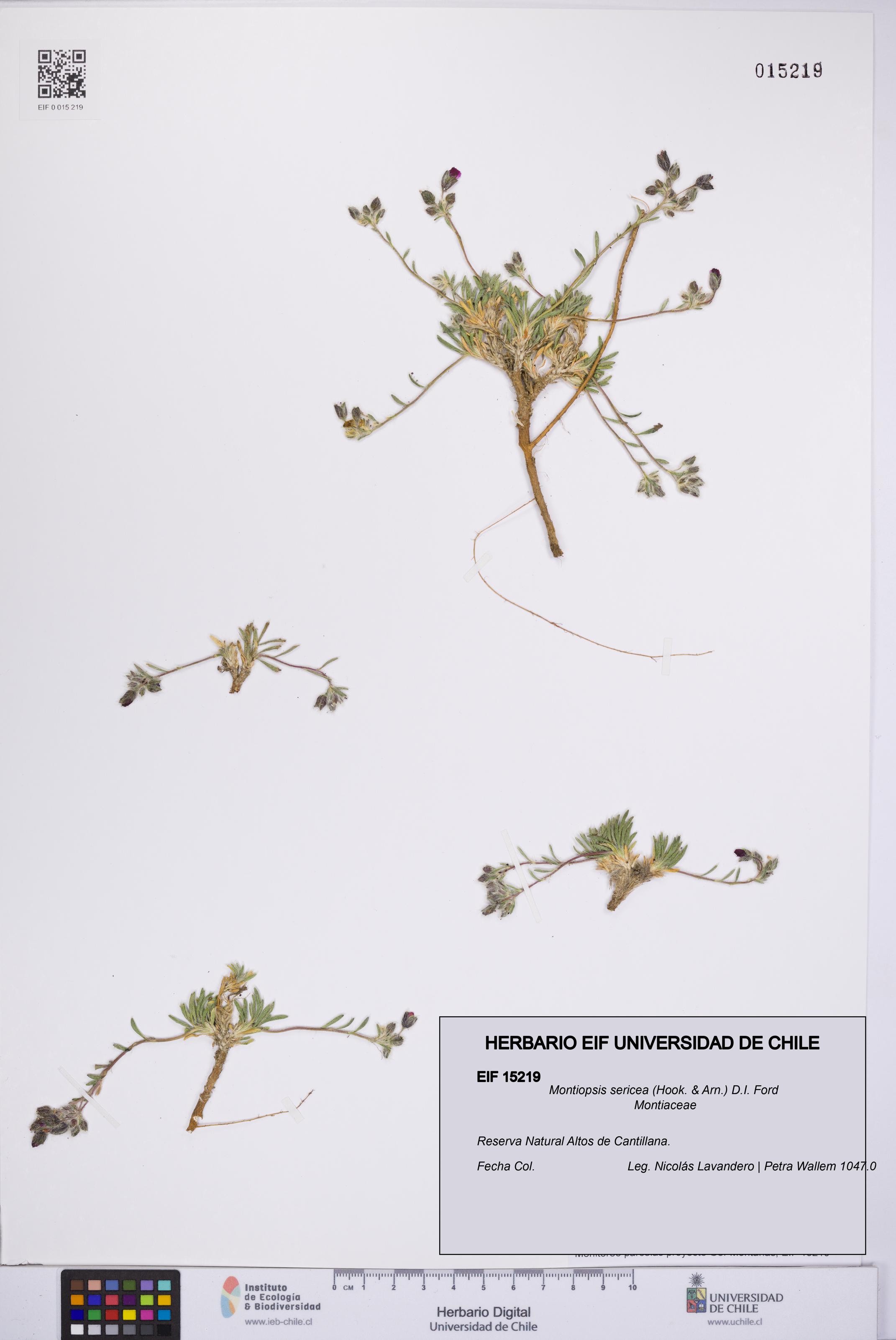 Montiopsis sericea [Espécimen: UCH:EIF:0015219]