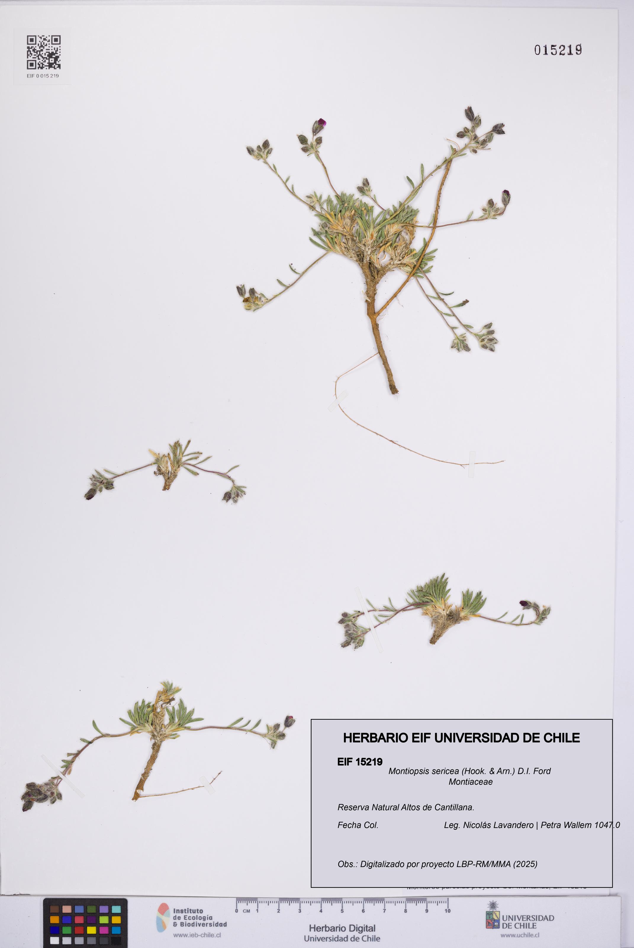 Montiopsis sericea [Espécimen: UCH:EIF:0015219]