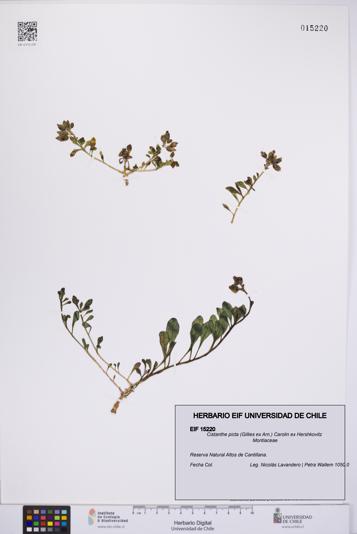 Cistanthe picta [Espécimen: UCH:EIF:0015220]