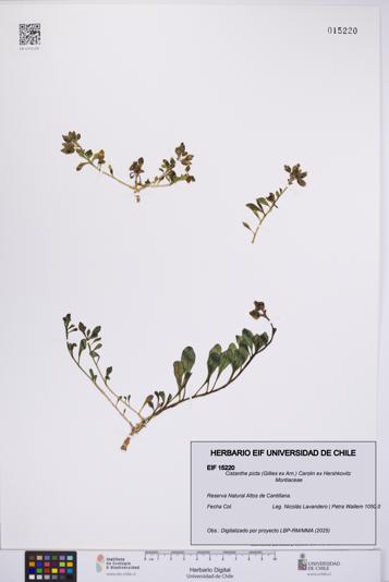 Cistanthe picta [Espécimen: UCH:EIF:0015220]