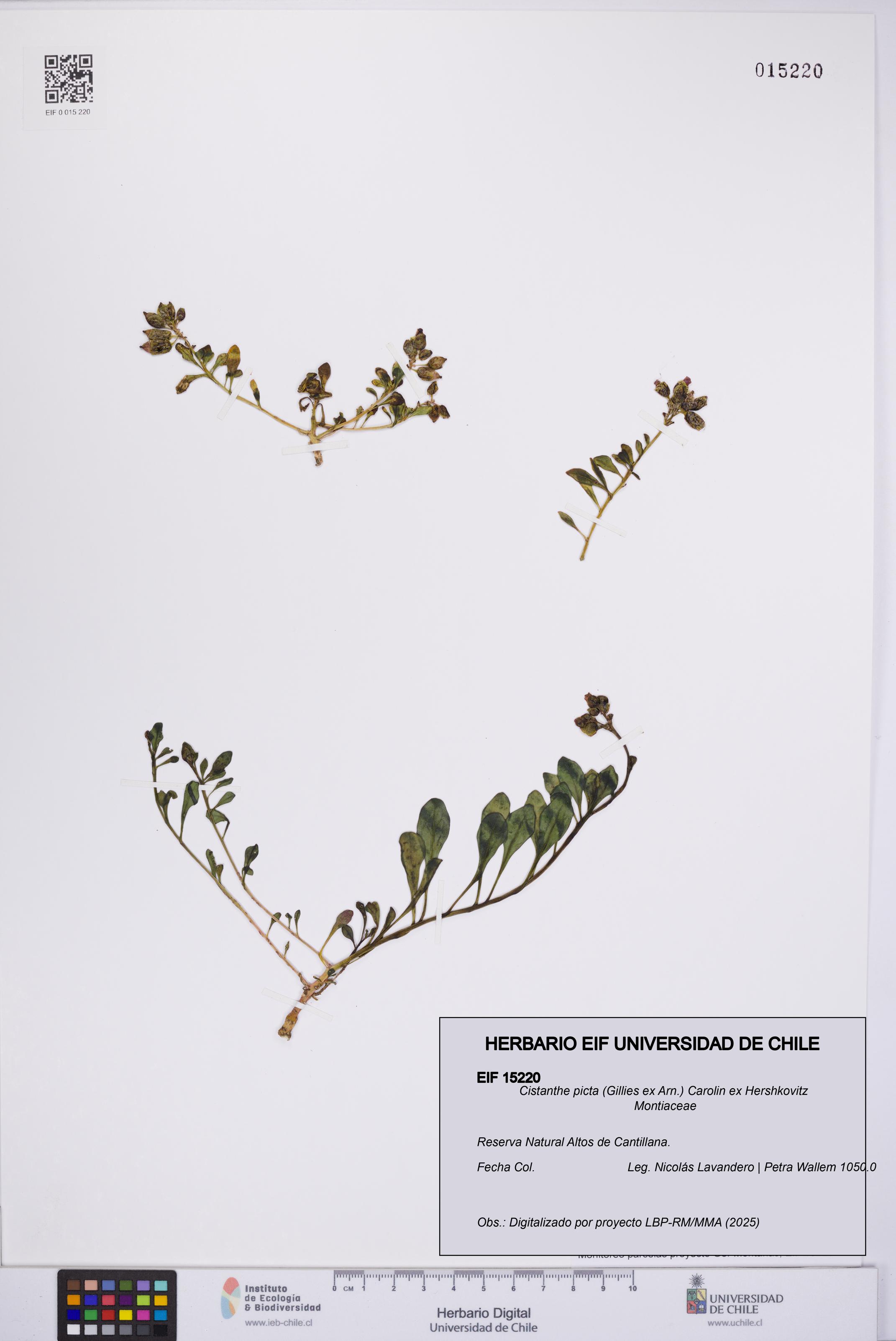 Cistanthe picta [Espécimen: UCH:EIF:0015220]