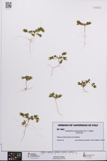 Chaetanthera euphrasioides [Espécimen: UCH:EIF:0015221]