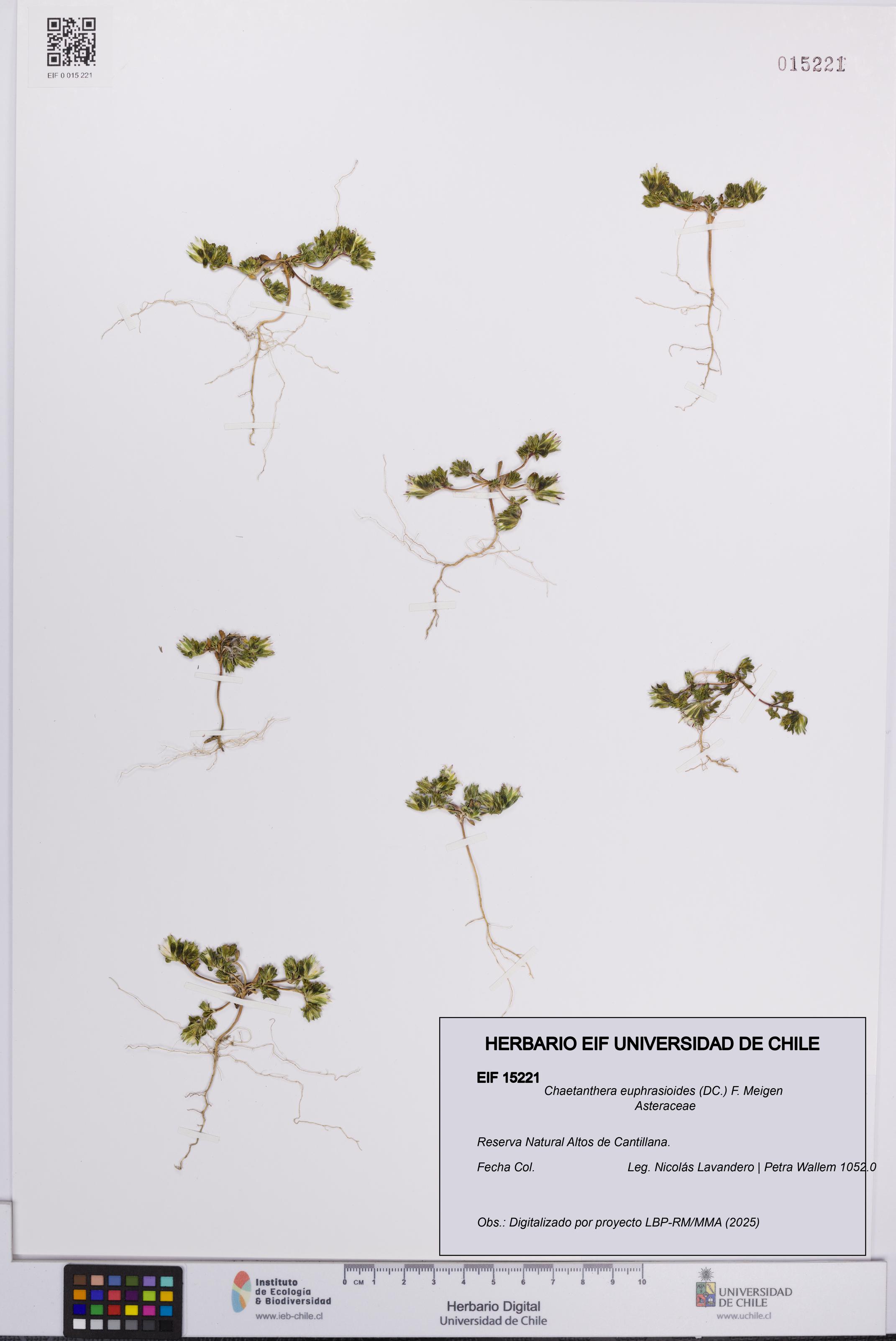 Chaetanthera euphrasioides [Espécimen: UCH:EIF:0015221]