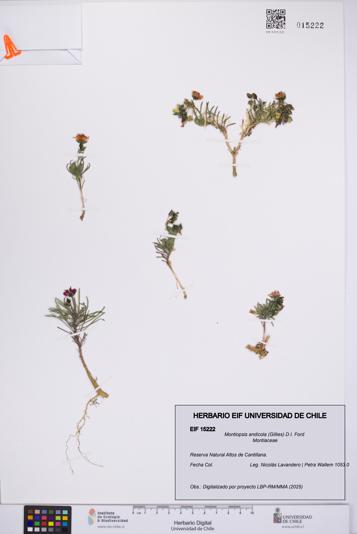 Montiopsis andicola [Espécimen: UCH:EIF:0015222]