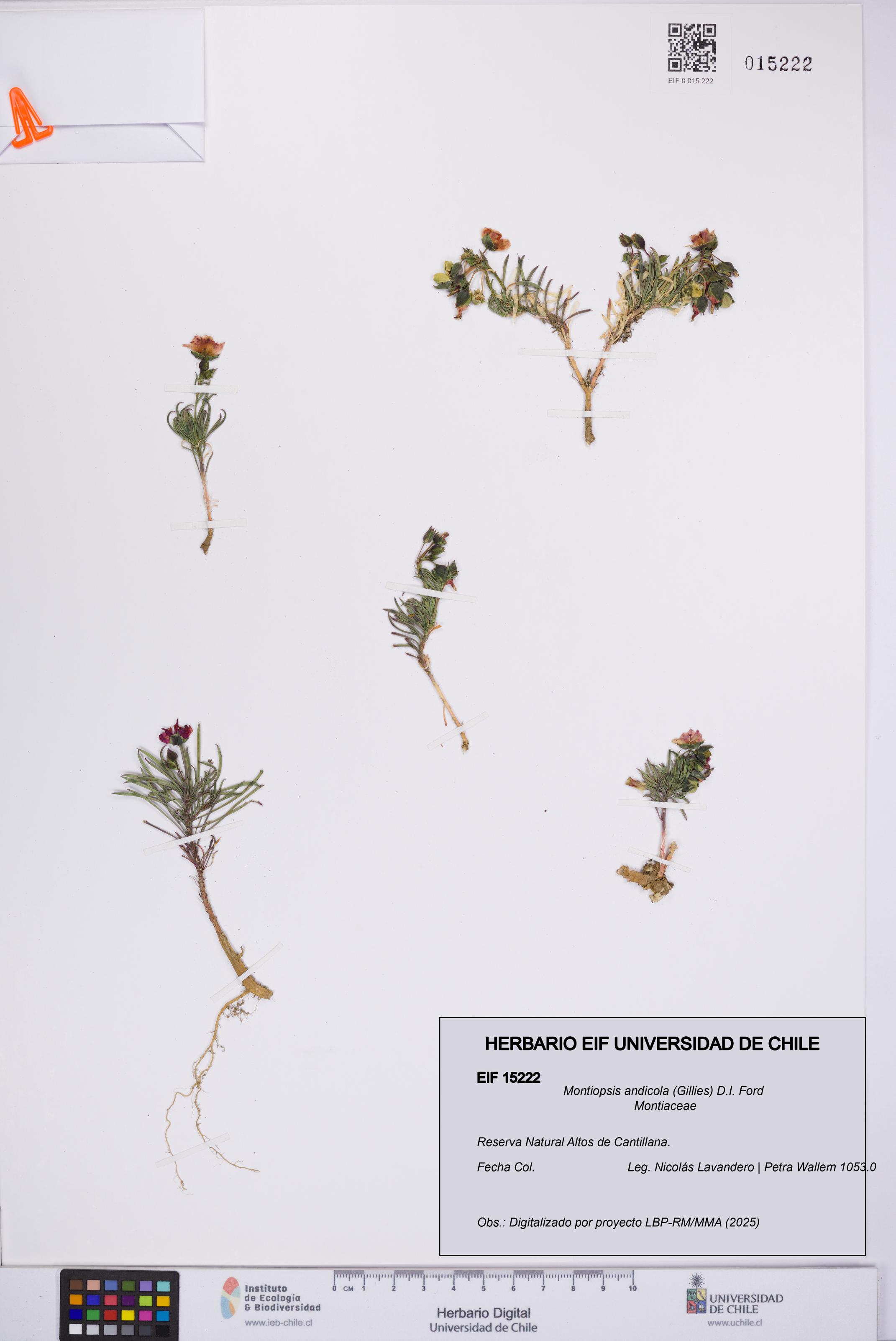 Montiopsis andicola [Espécimen: UCH:EIF:0015222]