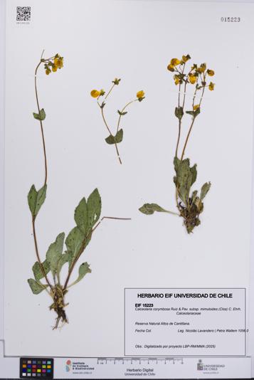 Calceolaria corymbosa subsp. mimuloides [Espécimen: UCH:EIF:0015223]
