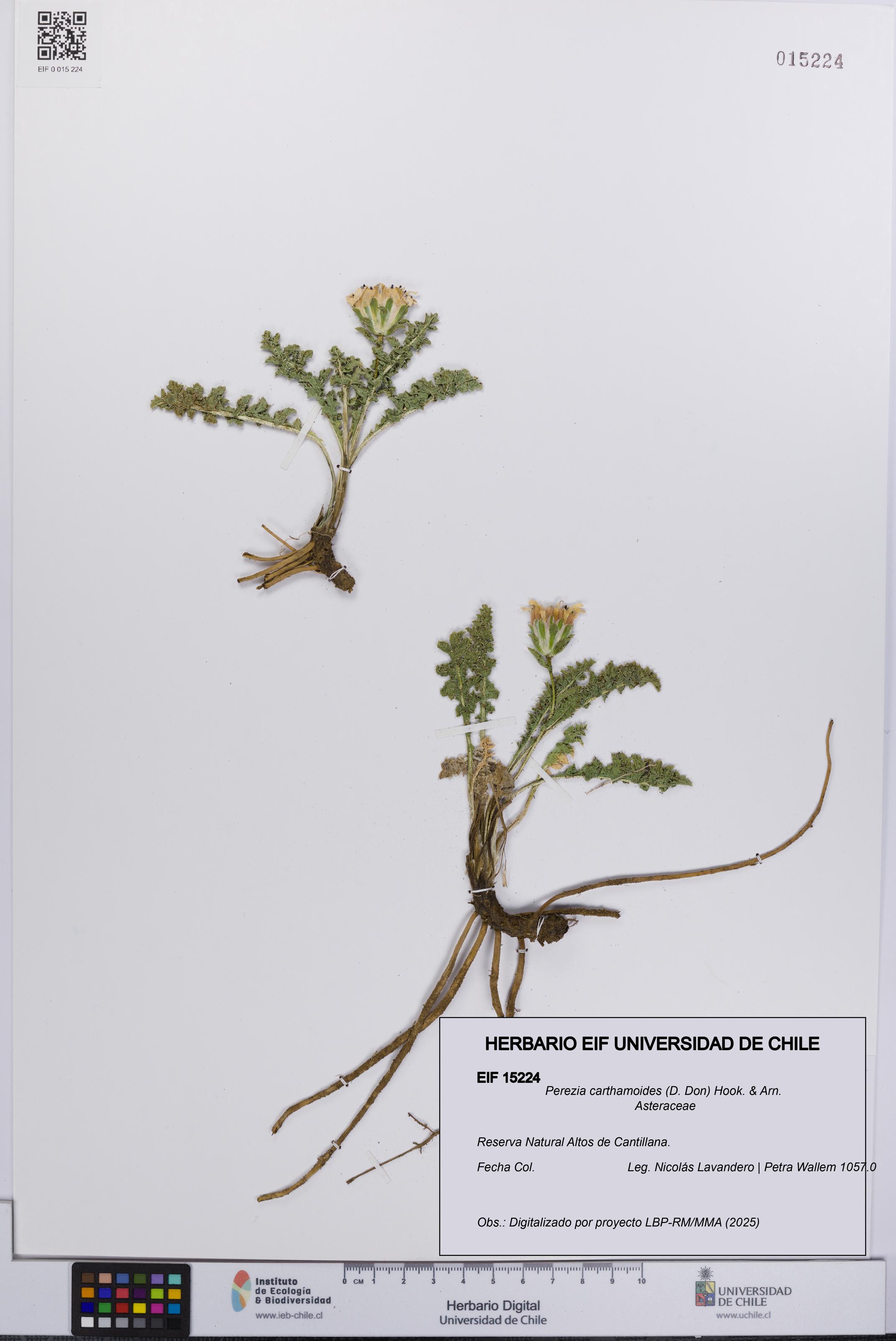 Perezia carthamoides [Espécimen: UCH:EIF:0015224]