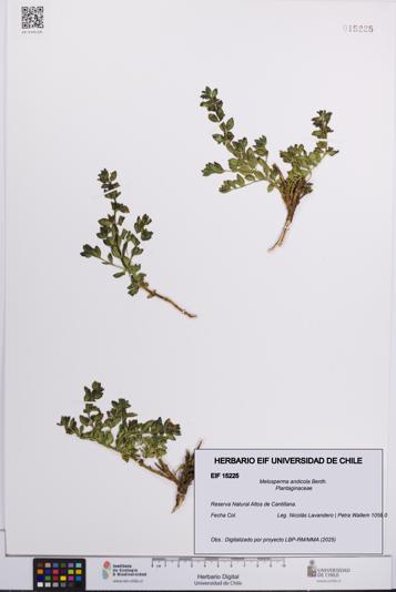Melosperma andicola [Espécimen: UCH:EIF:0015225]