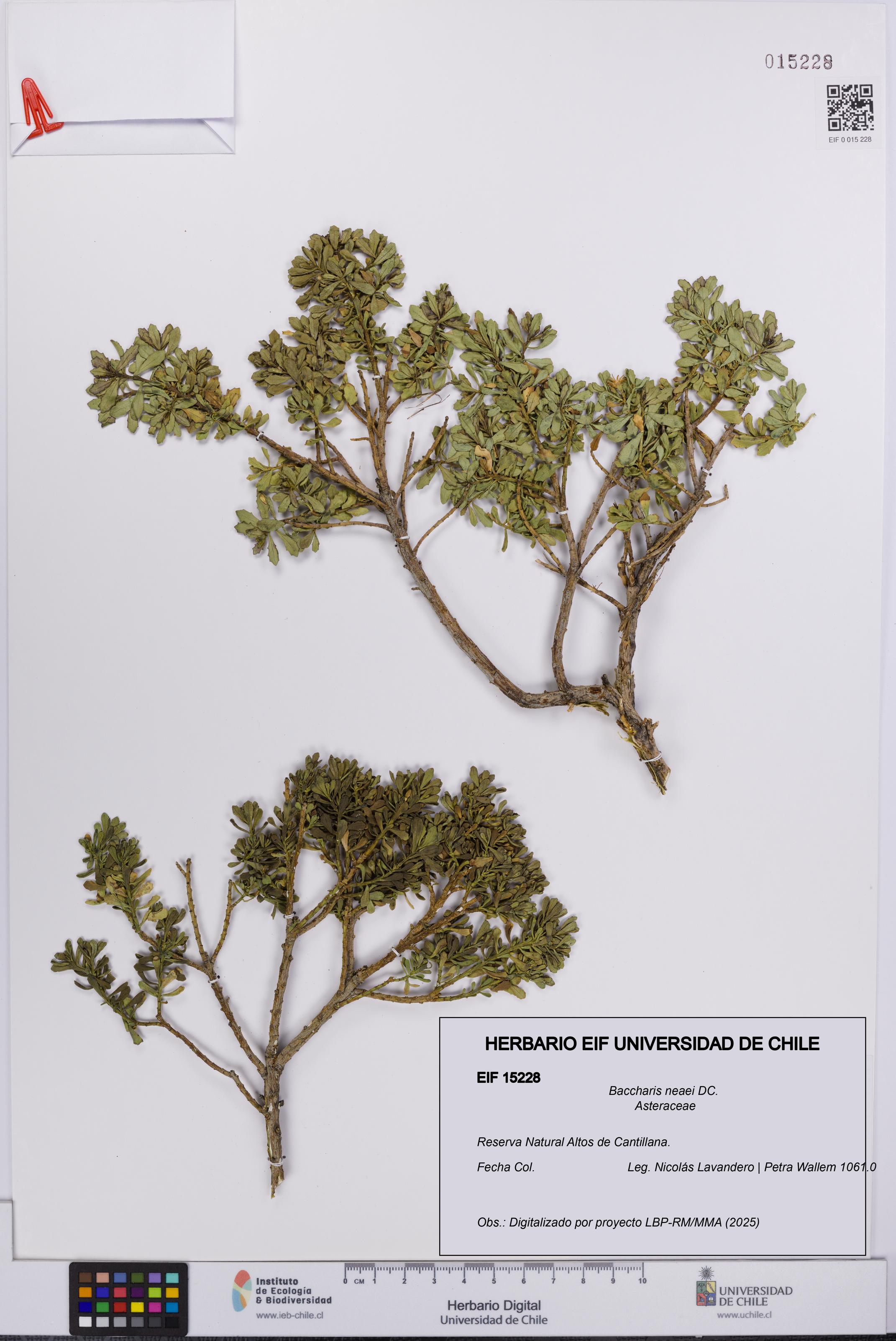 Baccharis neaei [Espécimen: UCH:EIF:0015228]