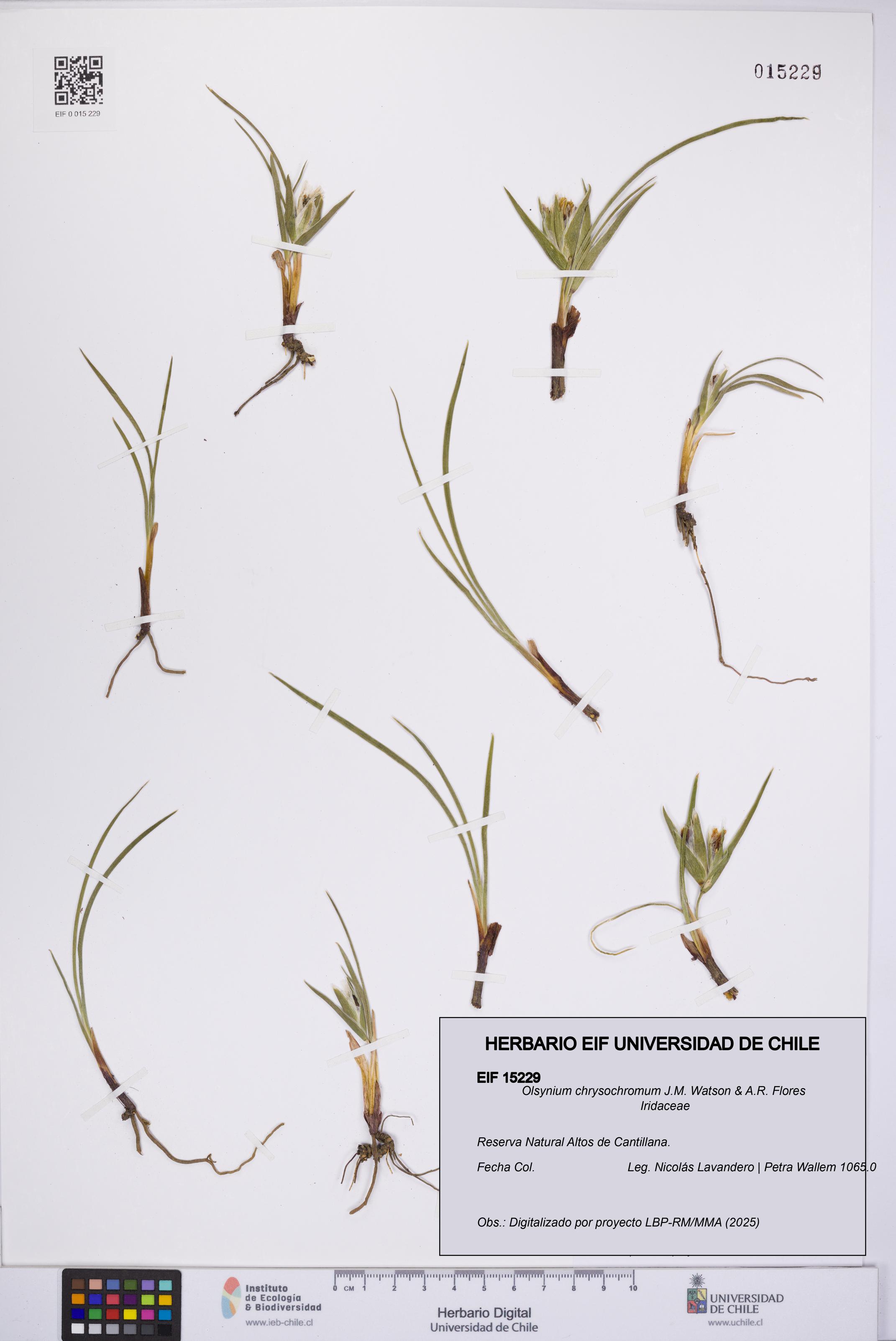 Olsynium chrysochromum [Espécimen: UCH:EIF:0015229]