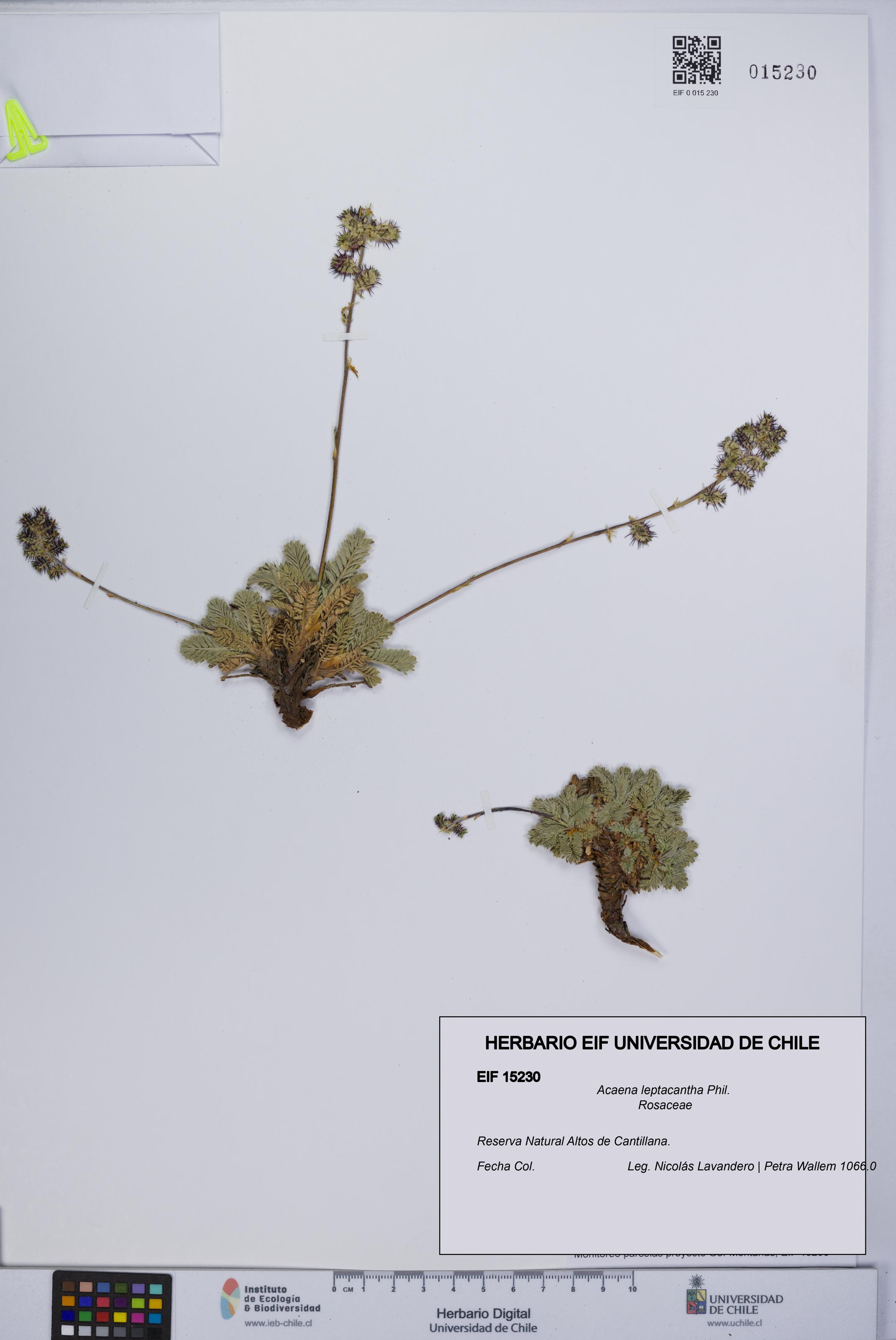 Acaena leptacantha [Espécimen: UCH:EIF:0015230]