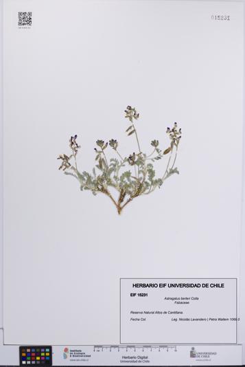 Astragalus berteri [Espécimen: UCH:EIF:0015231]