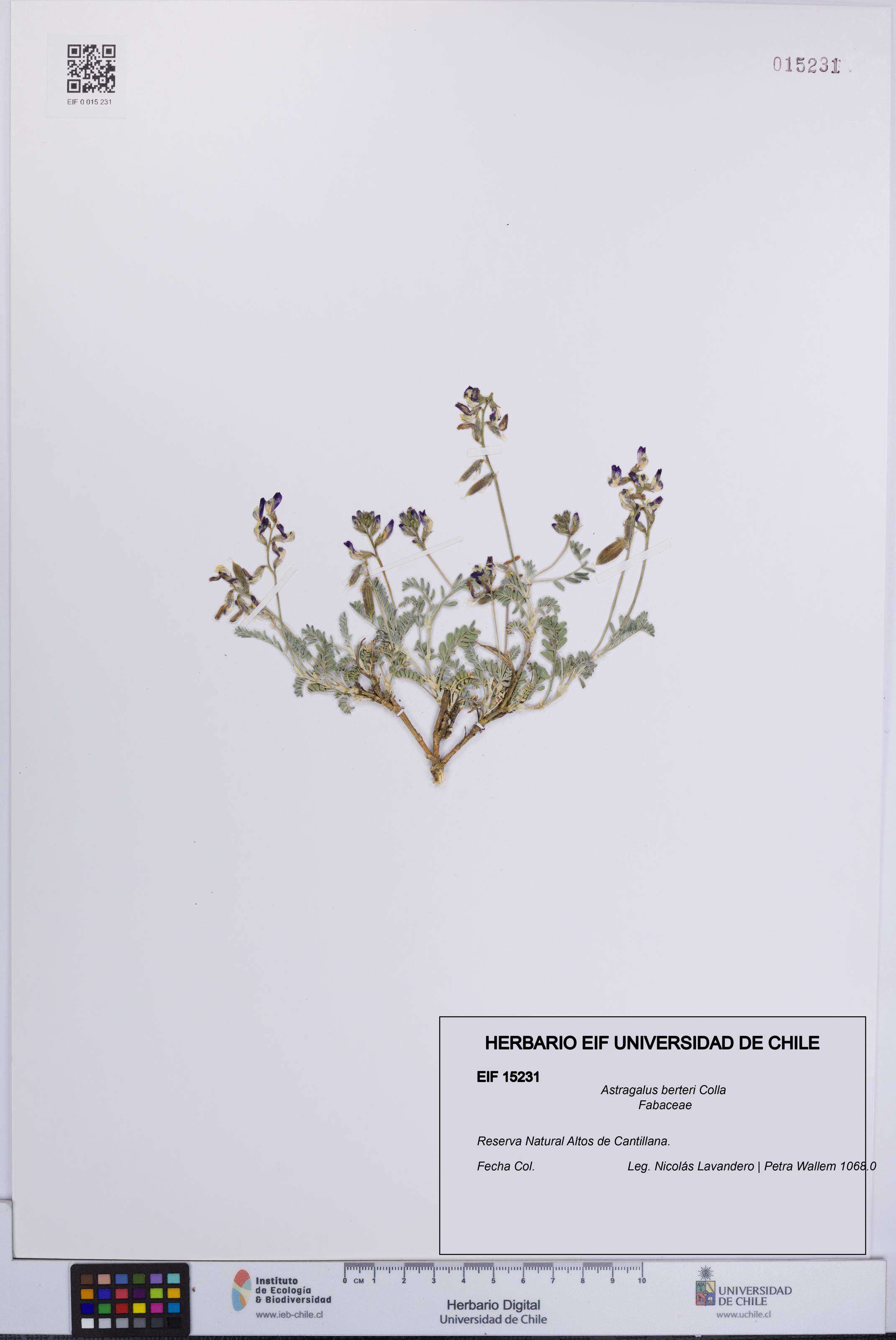 Astragalus berteri [Espécimen: UCH:EIF:0015231]