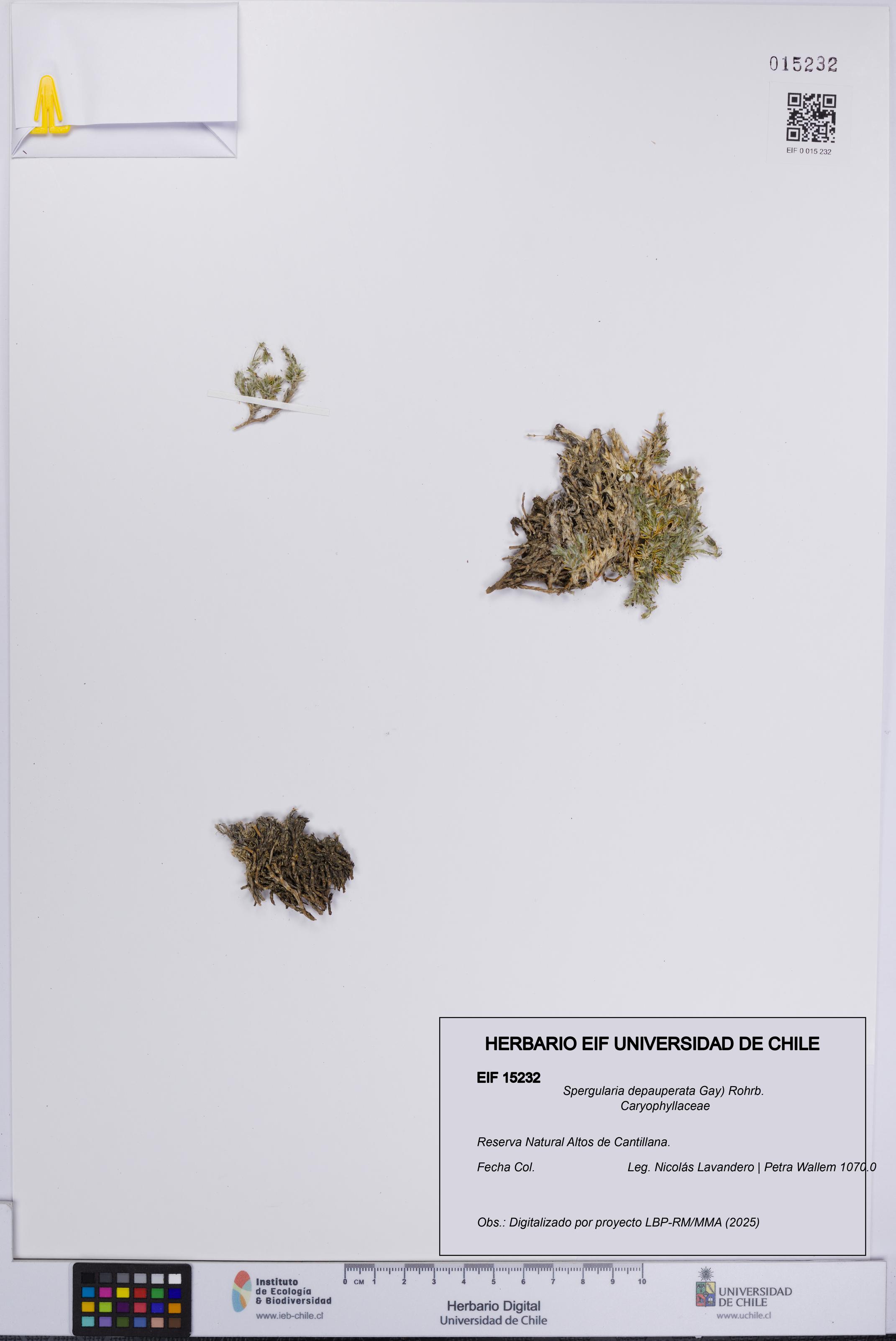 Spergularia depauperata [Espécimen: UCH:EIF:0015232]