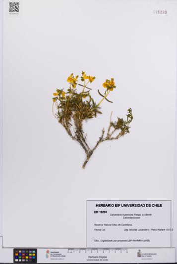 Calceolaria hypericina [Espécimen: UCH:EIF:0015233]